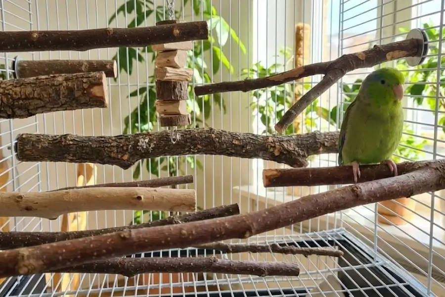 Safe vs. Toxic Woods: What Branches Can I Put in My Bird Cage?