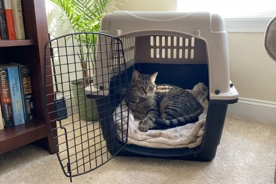 Quick Tips for Getting Your Cat Comfortable With the Carrier
